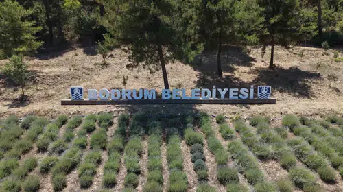 Bodrum'da toprağa dokunan gençlik: 6. Tarım Kampı kapılarını açtı