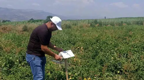 Köşk ovasında kritik mesai: Tarım ekipleri tarlaları karış karış denetledi