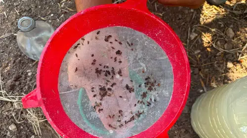 Akhisar ovasında kritik nöbet: Zeytin üreticisi için seferberlik başlatıldı