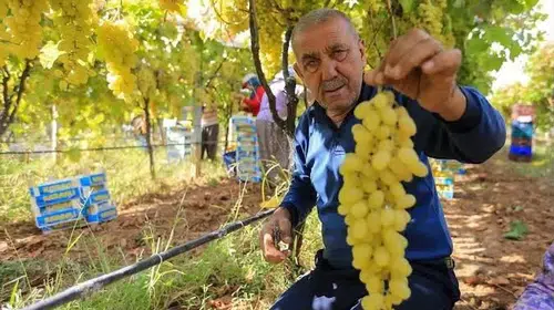 Manisalı bağcılar için kritik uyarı: Hasat başladı, gözler TMO’nun fiyat açıklamasında