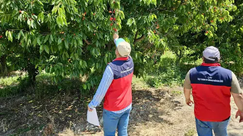 Afyonkarahisar'da dolu kabusu: Çiftçinin yaralarını sarmak için sahaya indiler