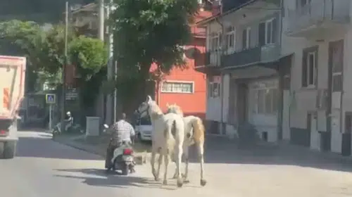 Kütahya trafiğinde şaşkına çeviren görüntü: Motosikletle at taşıdı