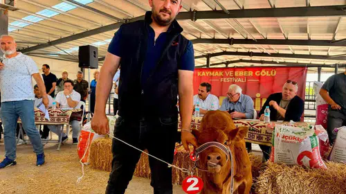 Bolvadin’in minik şampiyonu podyumda: 40 günlük buzağı herkesi kendine hayran bıraktı
