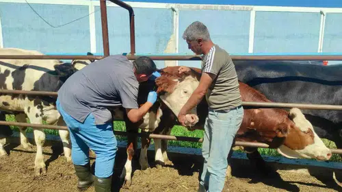 Afyonkarahisar'da çiftliklerde tüberküloz alarmı: Ekipler sahada denetimleri sıklaştırdı