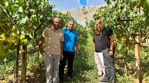 Sarıgöl bağlarında hasat bereketi: Üreticinin yüzü gülüyor