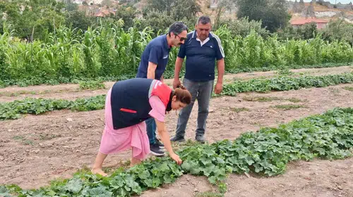 Afyonkarahisar tarlalarında kritik mesai: Ürün sağlığı için mercek altına alındı