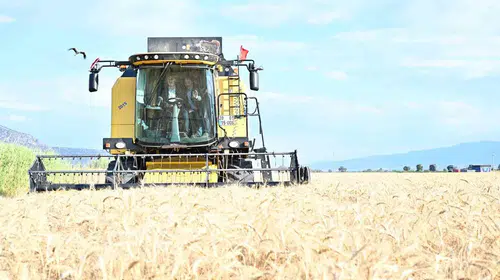 Denizli’de yerli tohumla verim seferberliği: Vali Köşger biçerdöver koltuğuna geçti