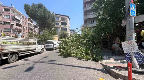 Aydın'da korkutan anlar: Yarım asırlık ağaç park halindeki araçları ezdi