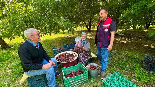 Sofralara gelmeden önce mercek altına alınıyor: Afyonkarahisar’da kirazda sıkı denetim