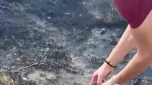 Pamukkale'deki yangın felaketinde duygulandıran anlar: Alevlerden kurtarılan kaplumbağaya şefkat eli