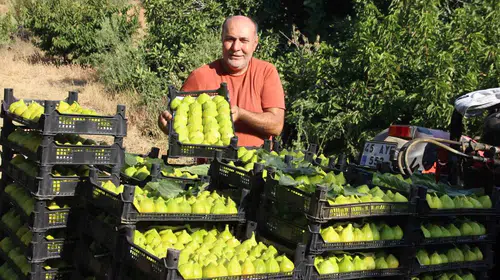Turgutlu'nun yediveren incirinde fiyat dalgalanması: Hasat sonu bereketi