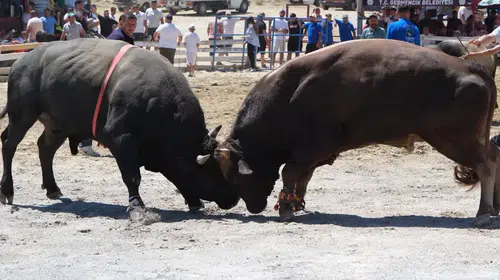 Germencik arenasında Yörük rüzgarı: 65 çift boğa kıran kırana yarıştı