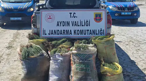 Didim'de doğa talanına jandarma engeli: Tonlarca bitki ele geçirildi