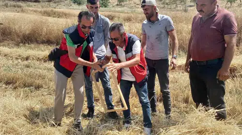 Tavşanlı ovasında hasat mesaisi: Biçerdöverlerde sıkı denetim dönemi