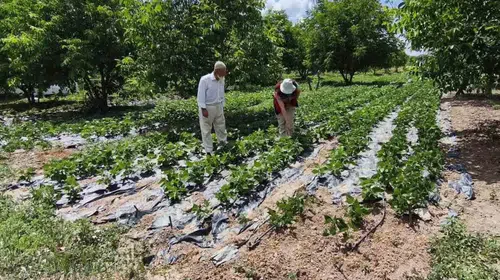 Kütahya tarımında verim yüzleri güldürecek: Nohut ve barbunyada hasat beklentisi netleşti