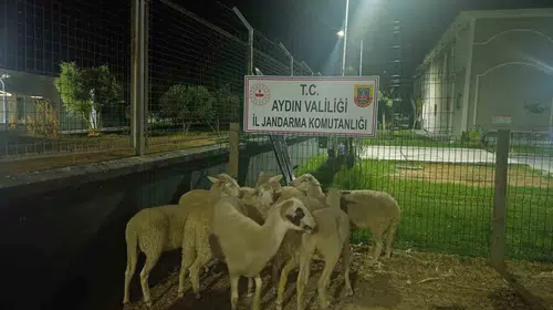 Koçarlı'da koyun hırsızlığına jandarma darbesi: 8 hayvan sahibine kavuştu