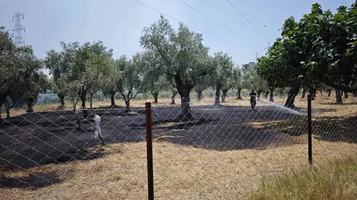 Nazilli’de zeytinlikleri korkutan yangın: Ekipler iki saatte kontrol altına aldı