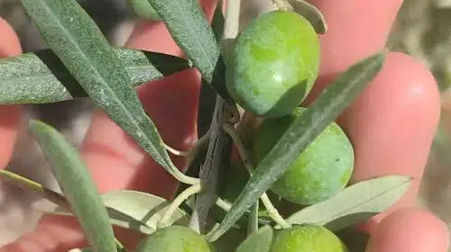 Didimli zeytin üreticilerine kritik uyarı: Hasat öncesi sinek alarmı
