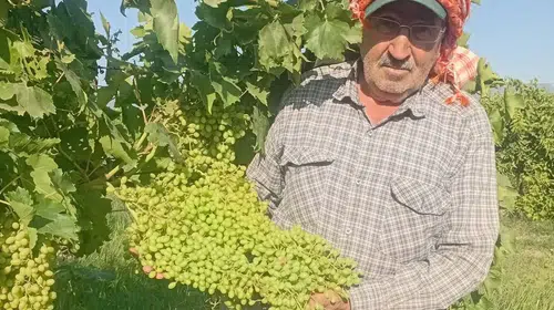 Sarıgöl'de dev salkım bereketi: İhracat için titiz hazırlık