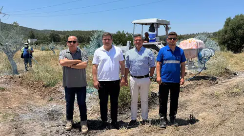 Milas’ta zeytin seferberliği: Hem doğa kazanıyor hem yerel ekonomi büyüyor