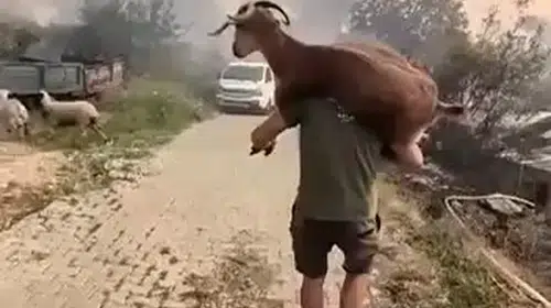 Alevlerin arasından can dostuna siper oldu: Sırtında taşıyarak kurtardı
