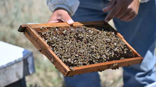 Manisa'da arıcılık seferberliği: Üreticiye ücretsiz ana arı desteği