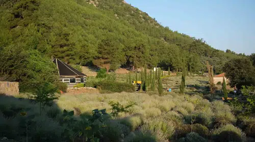 Bodrum'un bereketli topraklarında gençlik rüzgarı: Lavanta kokulu sabahlar