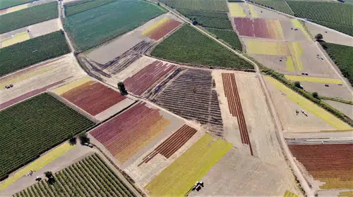 Üzümde hasat öncesi kritik uyarı: Rekolte yükseldi, tüm gözler TMO’nun fiyat hamlesinde
