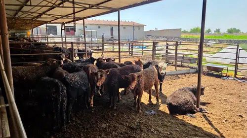 Afyonkarahisar’da besi çiftliklerine yakın takip: İthal hayvanlar mercek altında