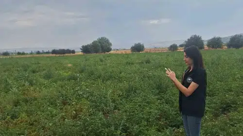Şuhut’un bereketli topraklarında patates mesaisi: Uzmanlar tarlada