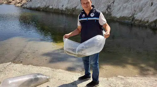 Soma’nın suları bereketleniyor: 250 bin sazan yavrusu doğaya bırakıldı