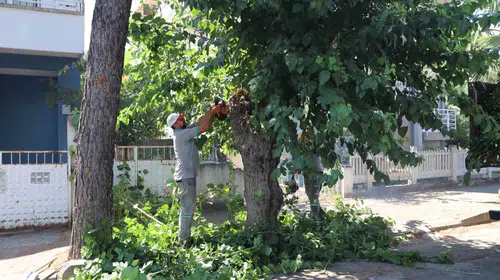 Nazilli’de mevsim geçişi mesaisi: Yeşil alanlar kışa hazırlanıyor