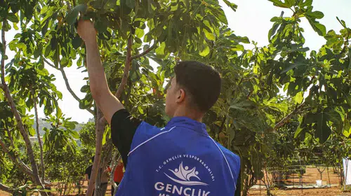 Germencik’te gençlerden sarı altına vefa: İncir bahçelerinde ter döktüler