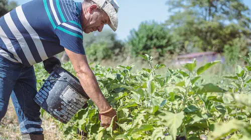 Kuşadası’nda toprak bereketi sofralara uygun fiyatla taşınıyor