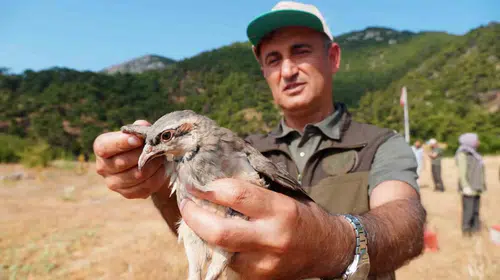 Manisa'nın yaban hayatına bin 200 yeni misafir: Doğal denge kekliklerle korunuyor