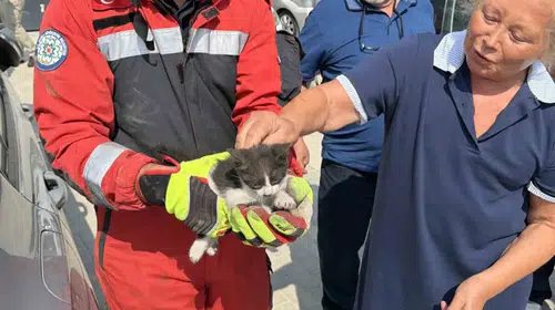 Menteşe'de yürekleri ağza getiren kedi kurtarma operasyonu