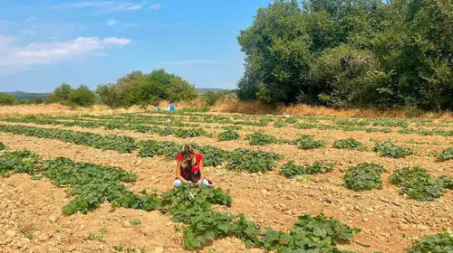 Dazkırı’da tarımsal dönüşüm mesaisi: Çiftçinin yeni rotası barbunya ve tütün