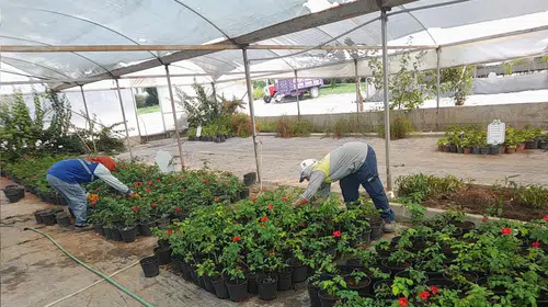 Didim kendi çiçeğini kendi üretiyor: Parklar artık belediyenin fidanlığından yeşeriyor