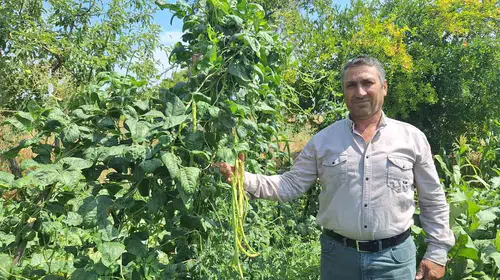 Manisa'nın bereketli yaylalarında hasat zamanı: Börülce üreticisi kazancından memnun