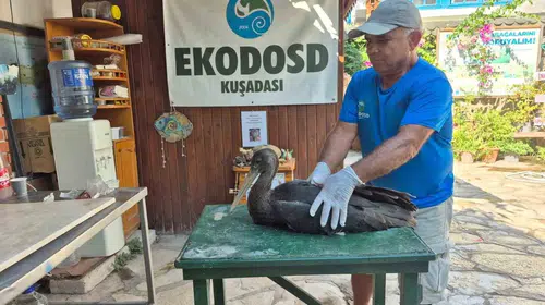 Söke’de tesadüfen bulundu: Doğanın nadir misafiri emin ellerde