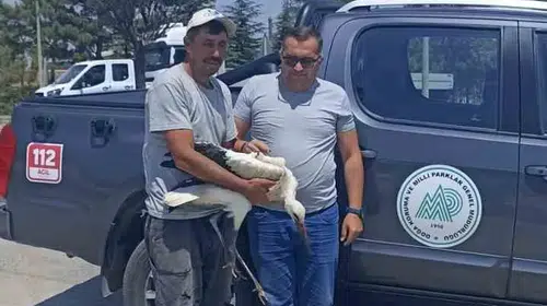 Doğanın sessiz çığlığına duyarsız kalmadılar: Yaralı leylek emin ellerde