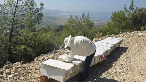 Söke'de bal üreticileri için kritik süreç: Kovanlar tek tek kayıt altına alınıyor