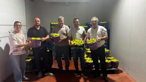 İncirde kaliteyi korumak için seferberlik: Buharkent’te kritik denetim
