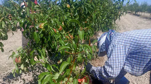 Çivril’in gizli kahramanları: Güneş doğmadan başlıyor, geleceğin hasadını bugünden kuruyorlar