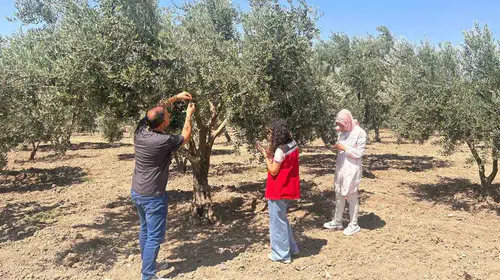 Manisa zeytininde rekolteyi koruma seferberliği: Sahada adım adım takip