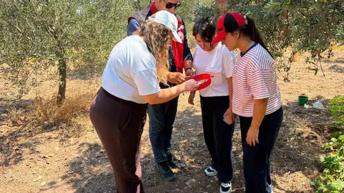 Manisa'da hasat nöbeti: Zararlılarla mücadelede kritik takip dönemi