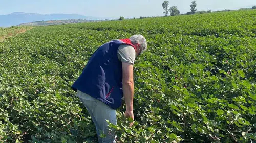 Didim pamuk tarlalarında yüz güldüren haber: Zararlı alarmı yok