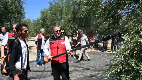 Ege'nin altın sarısı bereketi Dikili'de dallardan toplandı