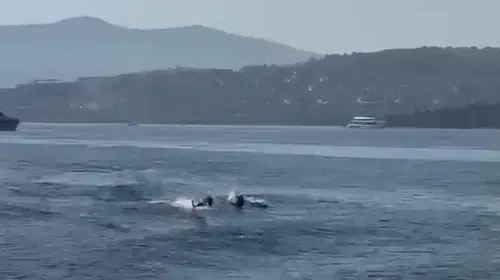 Bodrum'un mavi sularında beklenmedik misafirler: Tatilcilerin yunus keyfi