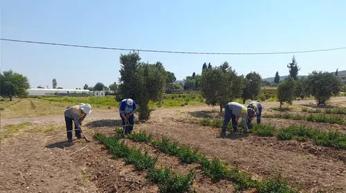 Didim’de üretim seferberliği: Hem parklar yeşilleniyor hem şifa dağıtılıyor
